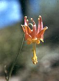 Corola espolonada (flor pndula)