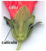 Cliz y calculo en Hibiscus