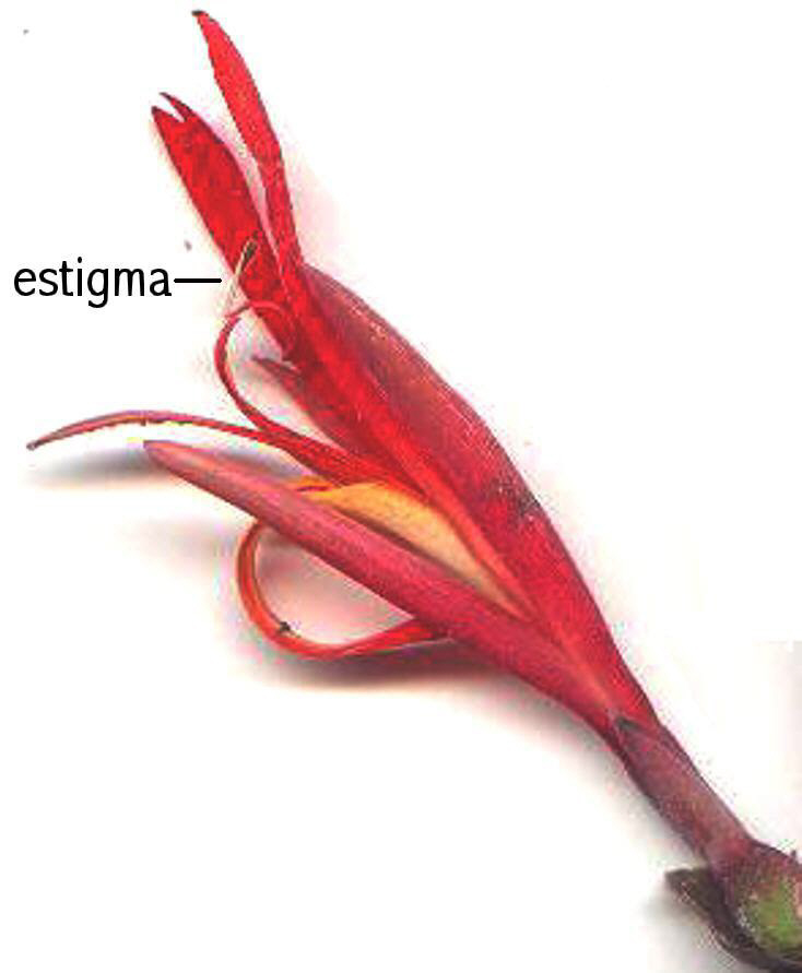 Estigma petaloide