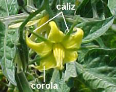 Flor heteroclamdea