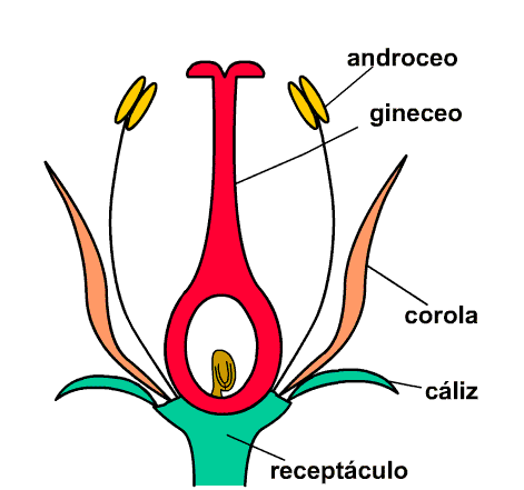 Corte longitudinal de una flor