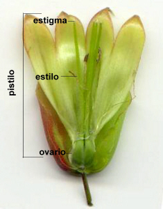 Gineceo apocrpico