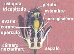 Passiflora caerulea corte longitudinal
