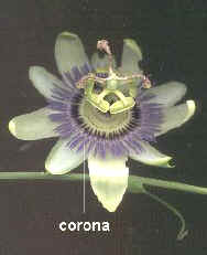 Corona en Passiflora caerulea