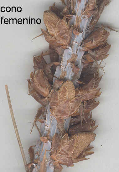 Conos femeninos jvenes en Pinus sp