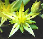 Flor de disposicin verticilada