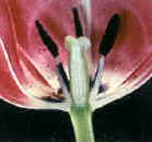 Flor hipgina de Tulipa