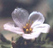 Flor isostmona de Turnera
