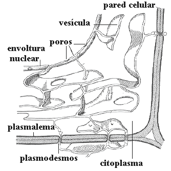 Retculo endoplasmtico