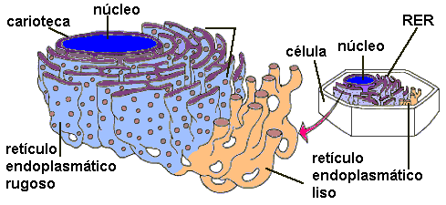 Diagrama del RE