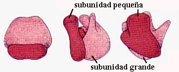 ribosomas
