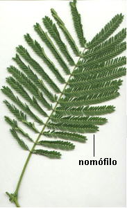 Nomfilo