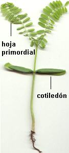 Cotiledones y hojas primordiales