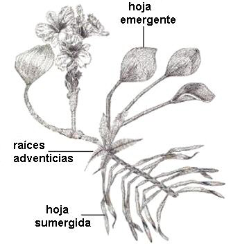 Heterofilia en Eichornia azurea
