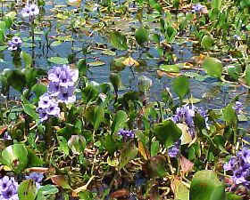 Eichornia azurea