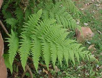 Fronde bipinnado