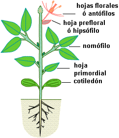 Sucesión foliar
