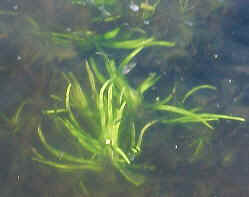 Hoja sumergida