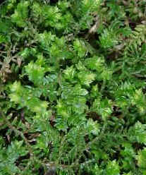 Microfilos