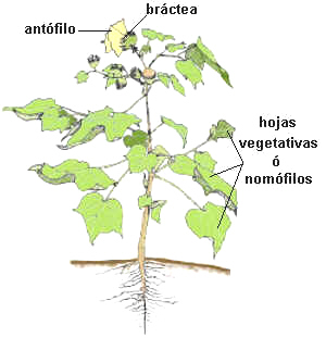Hojas primordiales, principales, florales y brácteas