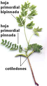 Hojas primordiales