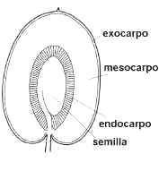 Corte de aceituna