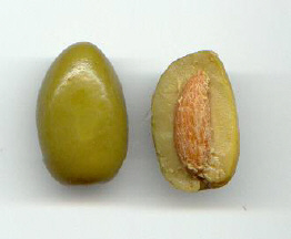 Endocarpo ptreo en aceituna