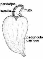 Pedúnculo y semilla del cajú
