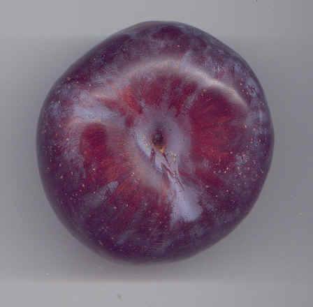 Exocarpo pruinoso