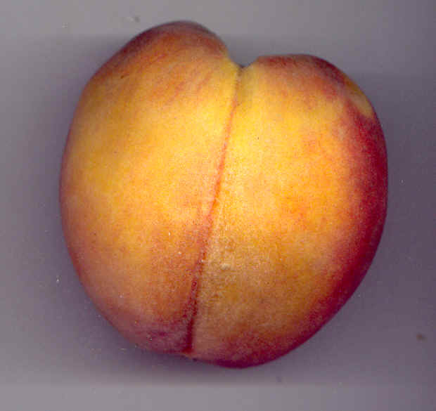 Exocarpo piloso