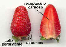 Fruto de frutilla