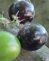 Exocarpo liso