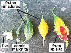 Flor, frutos inmaduros y fruto maduro