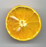 Hesperidio