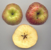 Pomo